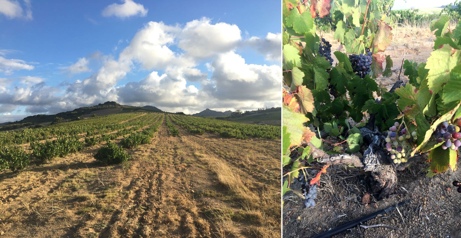 This east-facing vineyard at Scholes Farm in Paardeberg, with sandstone soil, was planted in 1967 with Pinotage and some Tinta Barroca. Pinotage is one of the earliest varieties to harvest, even before Chenin Blanc.