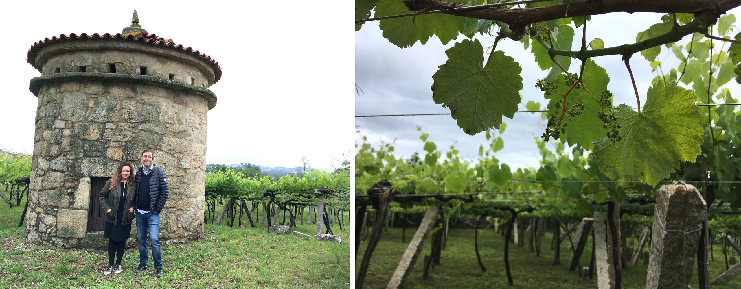 Eulogio and Rebeca next to the dovecote which gives Palomar vineyard its name. Flowering in the Balado vineyard.